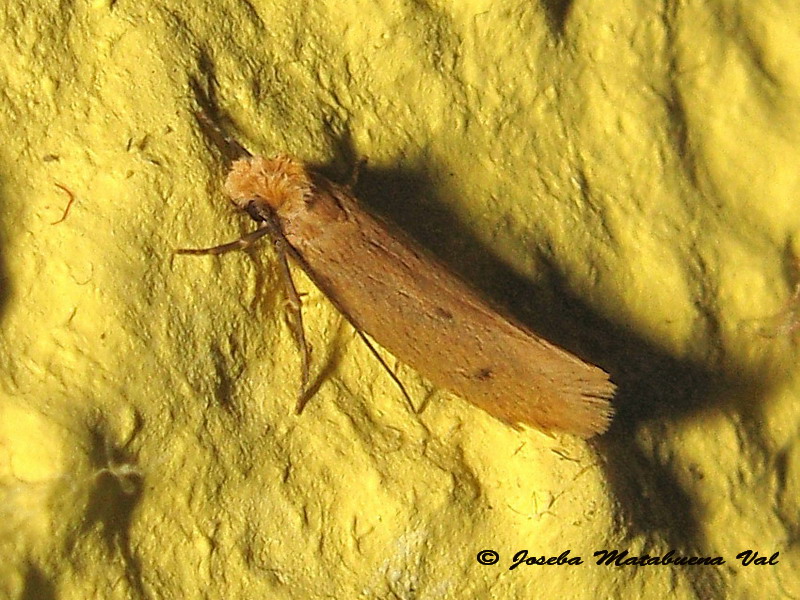 Tinea pellionella (Tineidae)?